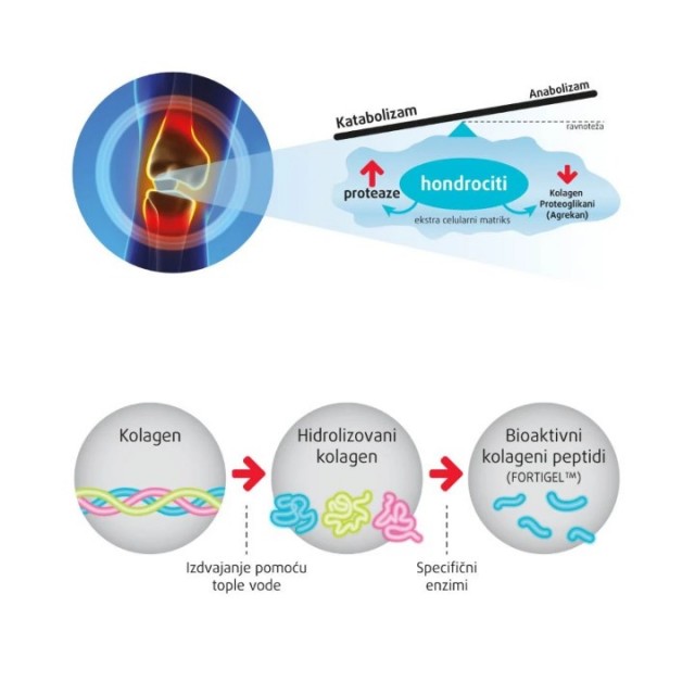 FORTINN STRONG KESICE A30