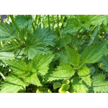 JOSIF PANČIĆ ČAJ KOPRIVA KOREN 80G