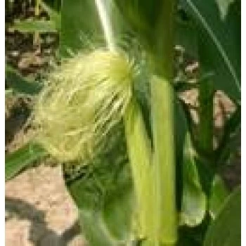 JOSIF PANČIĆ ČAJ KUKURUZNA SVILA 50G