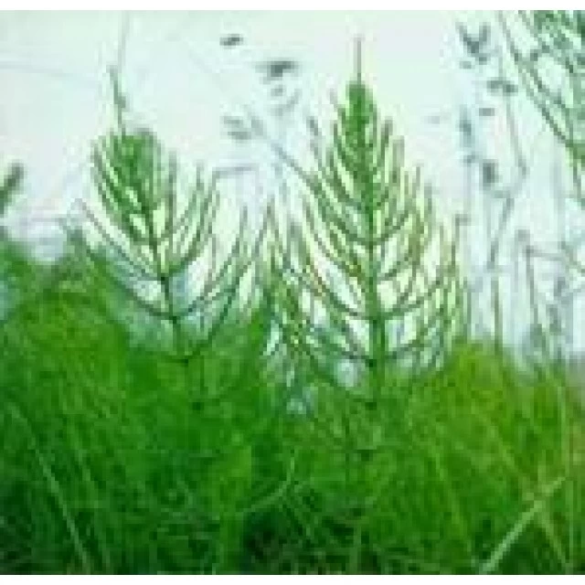 JOSIF PANČIĆ ČAJ RASTAVIĆ HERBA 50G