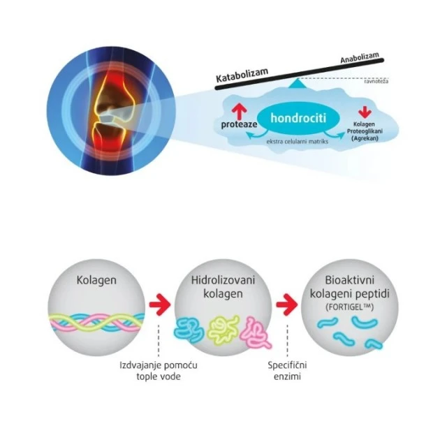 FORTINN STRONG KESICE A30
